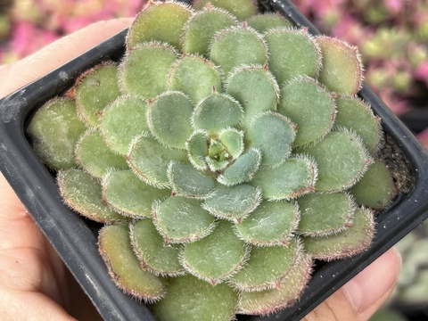 E. Paula