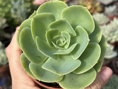 Lemon rose