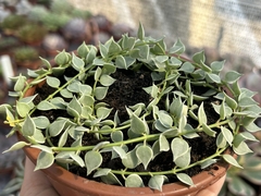 Dischidia ruscifolia - cuia 13