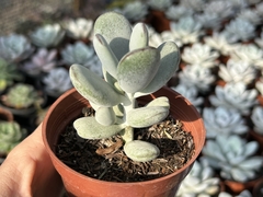 Cotyledon Orbiculata Oophylla