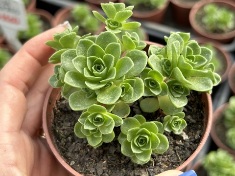 Grenovia dodrentalis