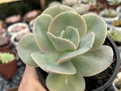 Gibiflora rosa de jade