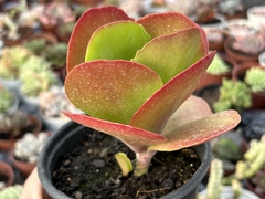Kalanchoe vivien