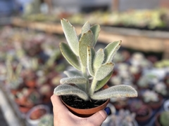 Kalanchoe tomentosa super fuzzy