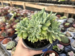 Dagda cristata