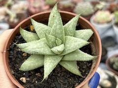 Gasteraloe silver swrills