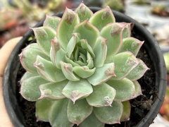 Híbrida com caranculas