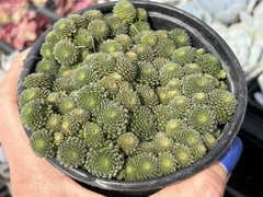 Monanthes - pote 11