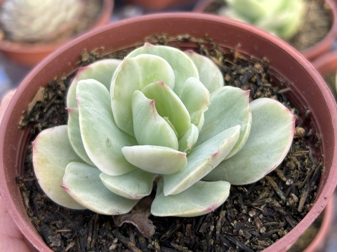 Momoca variegata