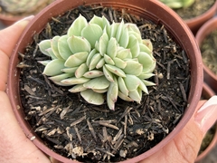 Momoca variegata cristata