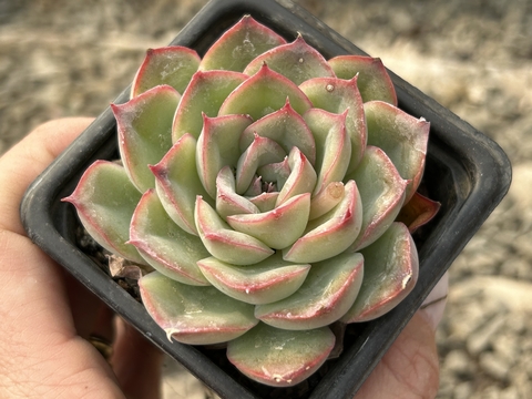 Echeveria shira