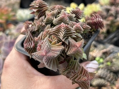 Crassula thirsiflora
