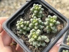 SEDUM FURFURACEUM