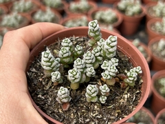 Crassula Coralina