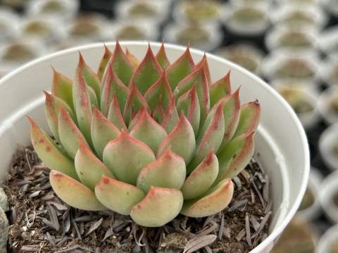 E. Sagita