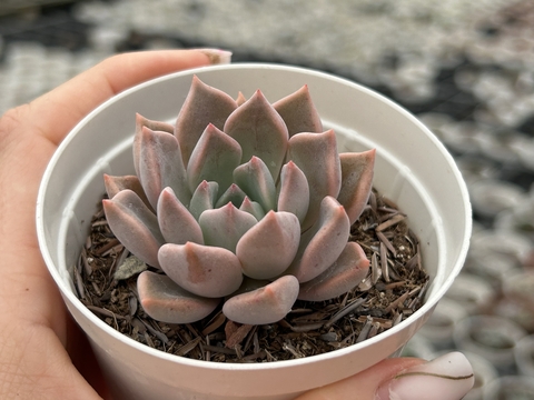 E. Scarlet