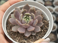 E. Pluto
