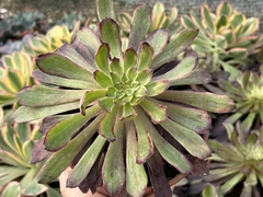 Aeonium cherry dream matriz