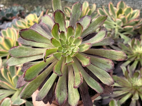 Aeonium cherry dream