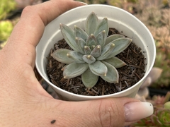 Pachyveria bea