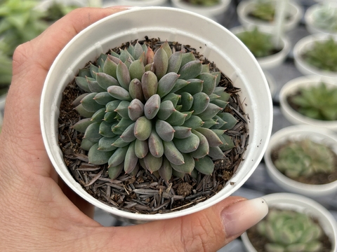 E. Esmerald