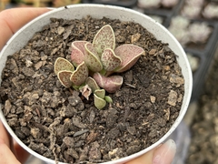Adromischus choicandi