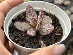 Adromischus tigynus