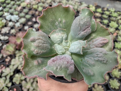 Gibbiflora línguas - pote 09 - comprar online