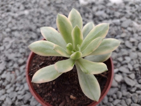 Mini belle variegata - pote 09