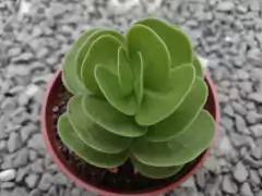 Portulaca Molokiniensis - pote 09