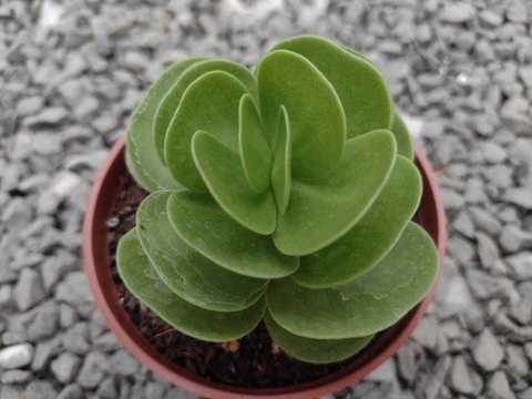 Portulaca Molokiniensis - pote 09