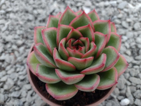 Echeveria skat - pote 09