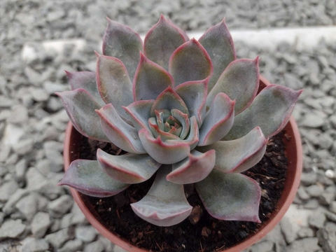 Echeveria Dark Ice - pote 09