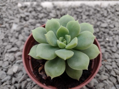 Echeveria Sugared - pote 09