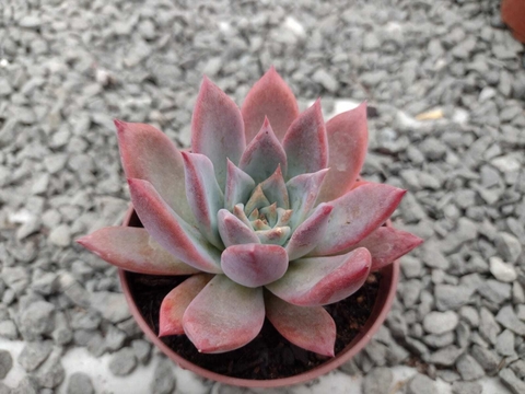 Colorata Branditti - pote 09