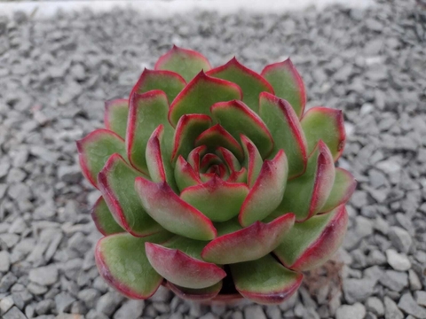 Echeveria Puli Lindsayana - pote 09