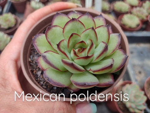 Echeveria Mexican Poldensis - pote 09