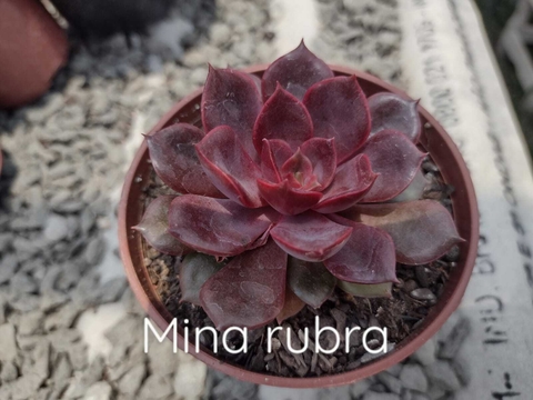 Echeveria mina rubra - pote 09