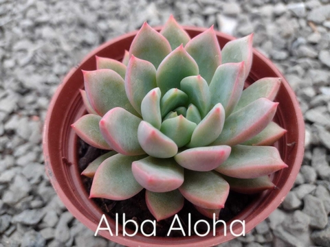 Echeveria Alba Aloha - pote 09