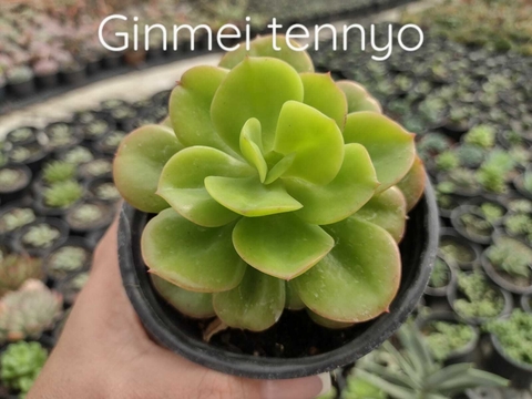 Echeveria Ginmei tennyo - pote 09