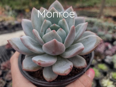 Echeveria Monroe - pote 9
