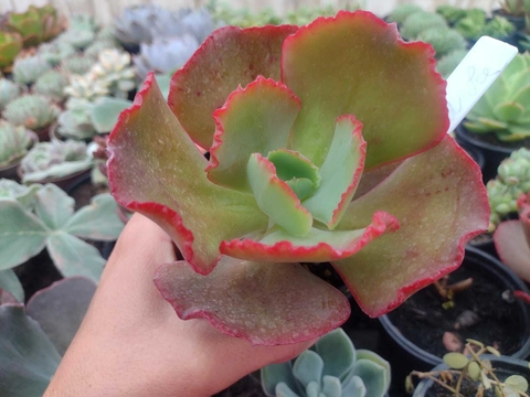 Gibbiflora fire and ice - pote 11