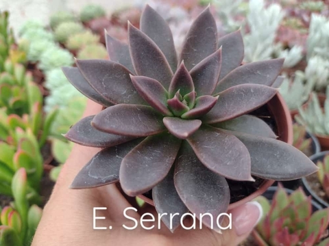 Echeveria serrana - pote 09