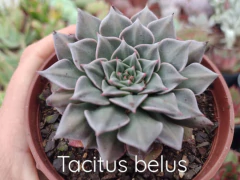 Echeveria Tacitus Belus - pote 9