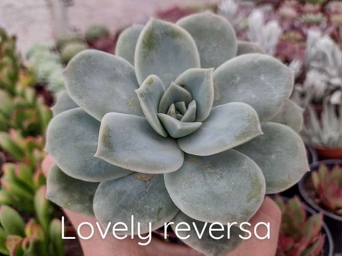 Lovely reversa - pote 09