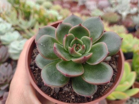 Echeveria San Luiz - pote 09
