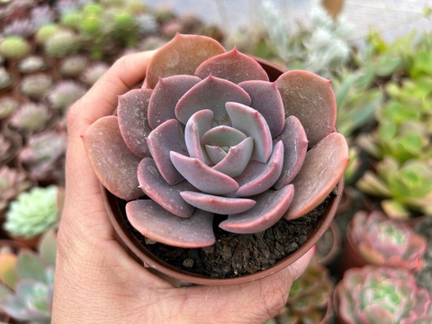 Echeveria Dust Rose