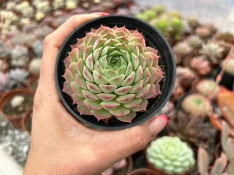 Echeveria red holly - pote 9 - comprar online