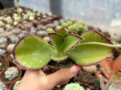 kalanchoe syncepala