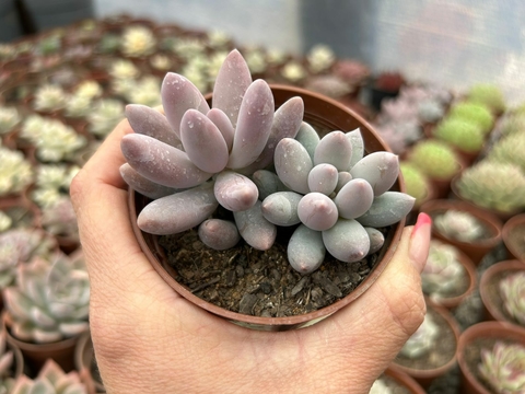 Pachyphytum Rzedowskii
